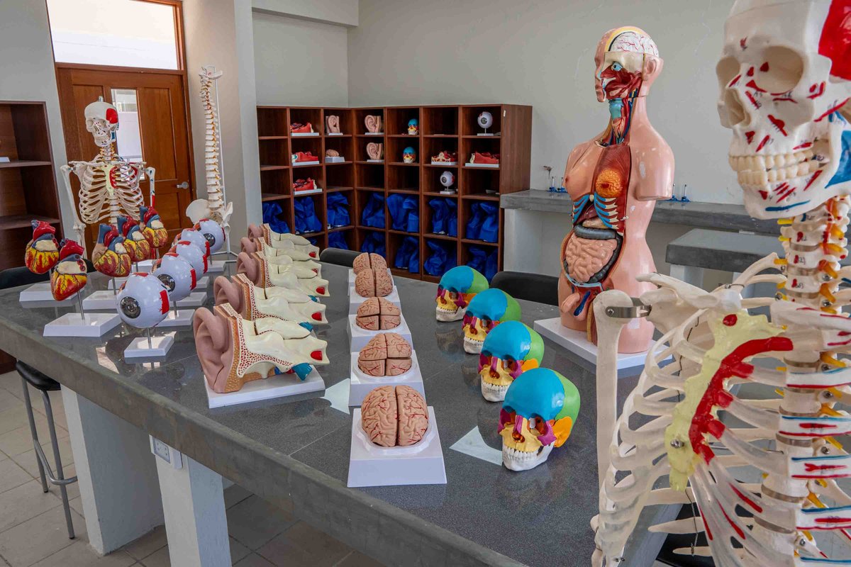 Modelos anatómicos, esqueleto y torsos humanos sobre la mesa del laboratorio de biología.